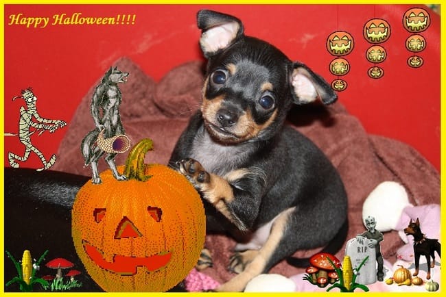 RATIER DE PRAGUE MALE A VENDRE