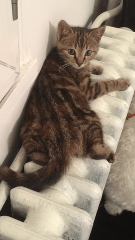 Chaton bengal