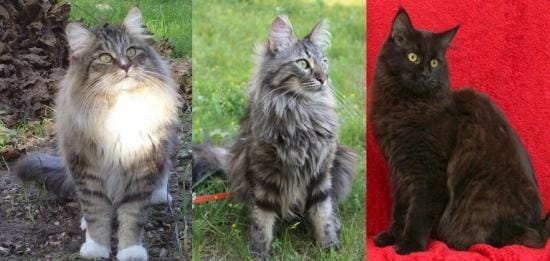 Différences Maine coon , norvégien, angora turc