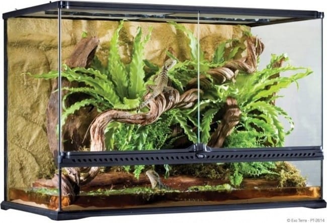 Terrarium pour gerbilles