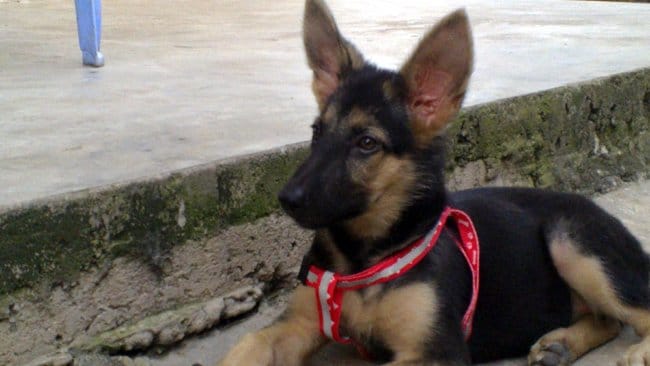Truc a faire et a ne pas faire (chien en laisse)