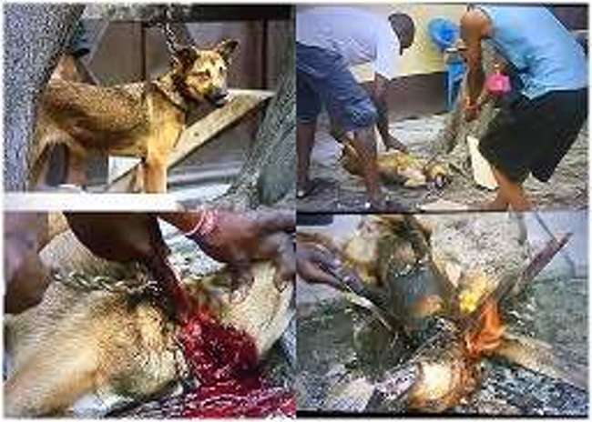 URGENCE DU TRAITEMENT DES CHIENS ET CHATS (ÂME SENSIBLE SE RETENIR !