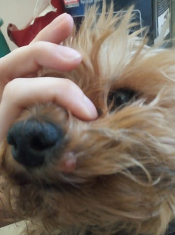 Gros bouton a coté du museau de mon chien.