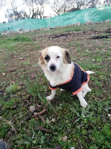 De quelle race est ce chien ?
