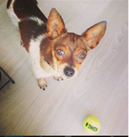 Comment apprendre la propreté à un chien adulte ?