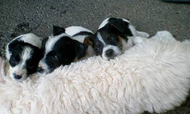 Une copine pour ma crevette