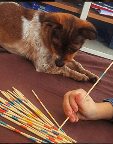 J'abandonne l'idée d'avoir un second chien