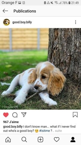 Existe t'il différents types de Cocker Spaniel Anglais ?