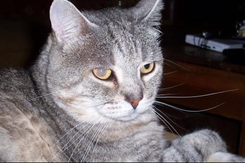 Voile blanc mon chat