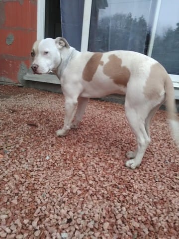 Besoin d'avis sur ma chienne (catégorisation ?)