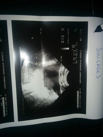 Cancer - Tumeur - Thorax - du chat