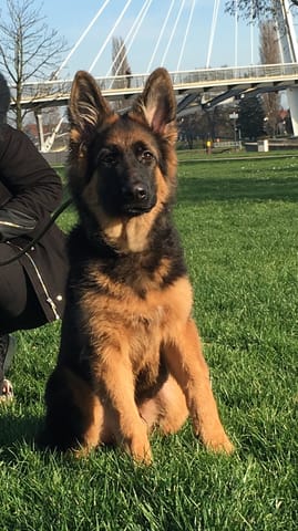 Besoin d'aide, mon chiot est dysplasique de l'avant et l'arriere