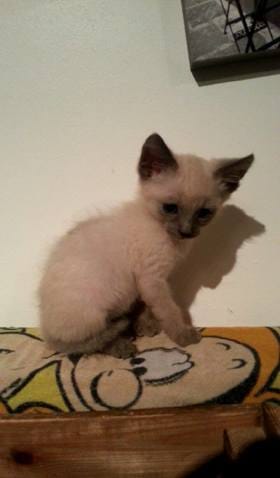 Qu'elle type de poil à mon chaton ?