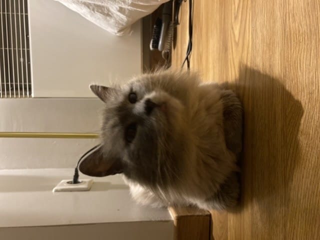 Comment montrer à mon chat qu’il peut avoir confiance en le portant ?