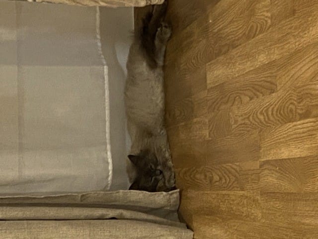 Je ne comprends pas mon chat