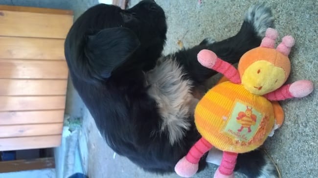 Jenka , 4 semaines cherche famille pour la vie !