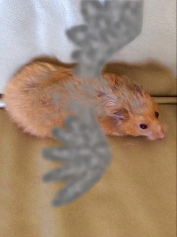 Vos photos d'animaux en effet speciaux!