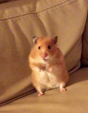 Type de couleur de mon hamster?
