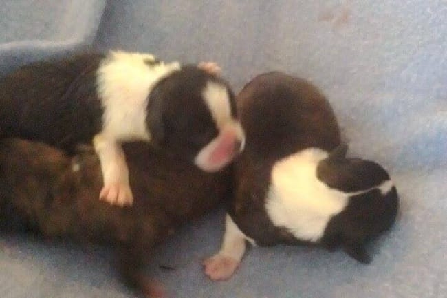 Boston terrier croisé shithzu 