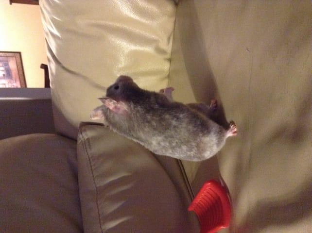 De quel type de couleur est mon hamster?