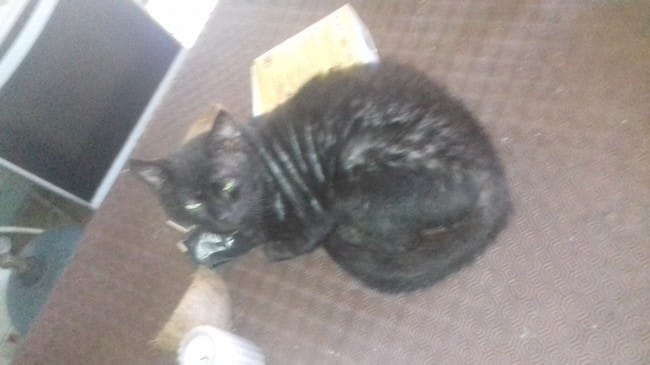 Chat avec des croutes