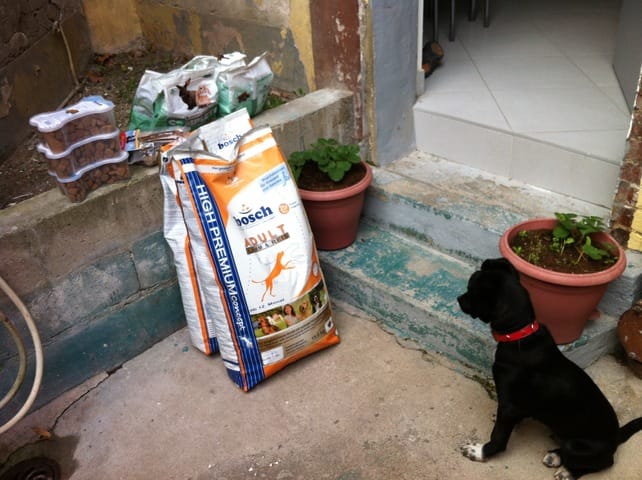 Moi Dark , bientôt 2 ans et ma soeur Night 1 an