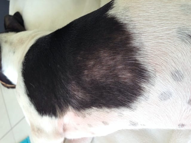 Perte de poils