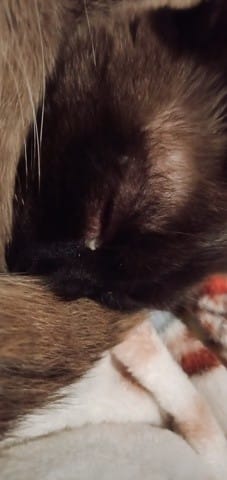 Yeux plutôt bizarres chez mon chat siamois