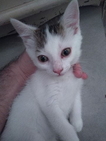 chaton récupéré avec la diarrhée