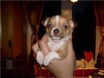 Conseil sur l'adoption d'un chien