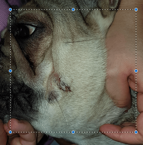 HELP - Chiot mord chien au sang