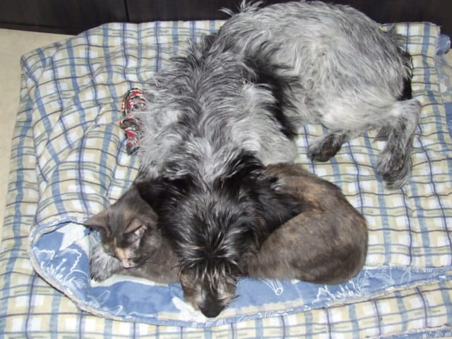 j'ai gagné mon chien et mon chat son enfin *potes*
