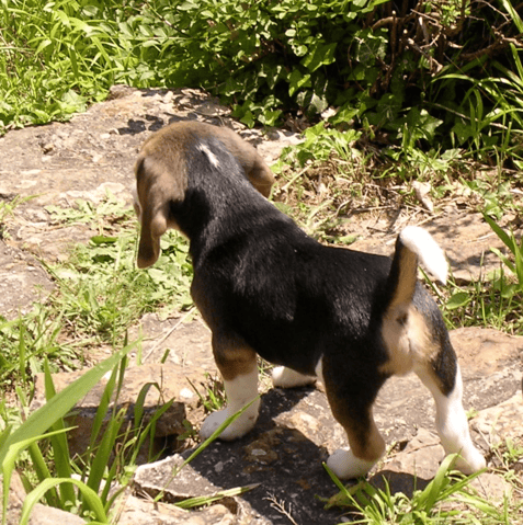 Chien-écrivain
