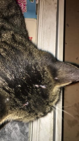 Mon chat est blessé