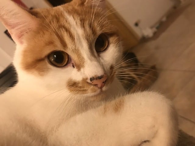 Chat trop craintif, besoin de conseils