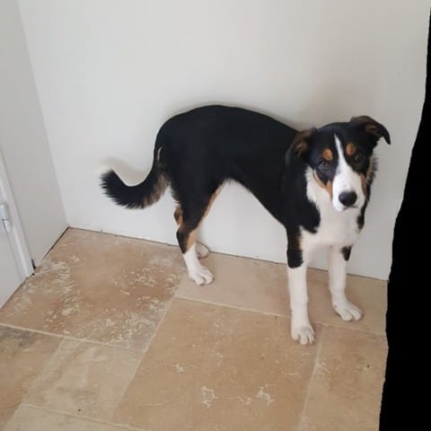Mon chien est-il croisé beauceron ?