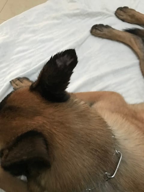 Perte de poils oreille Malinois