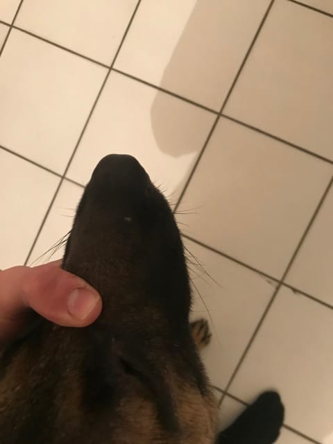 Problème morsure, masque Malinois