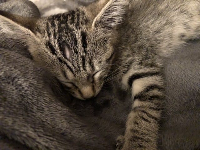 Mon chaton se dégarni est ce normal ?