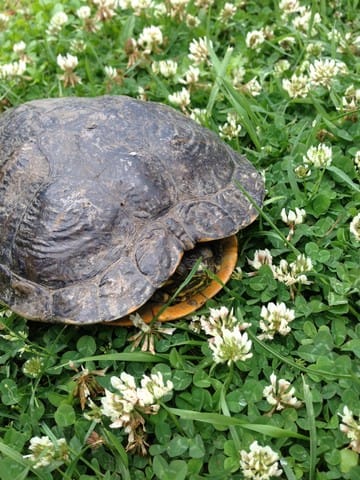 Tortue trouvée dans mon jardin !