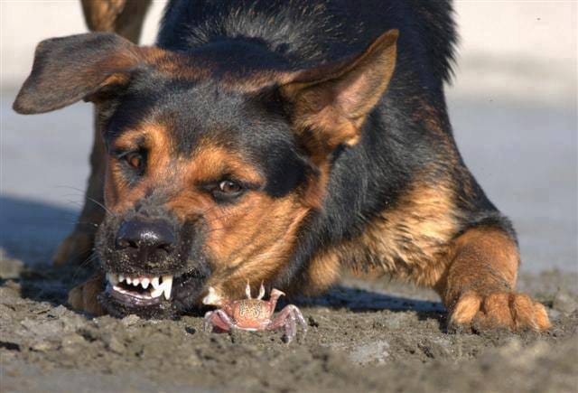 attention DOG vs Crab