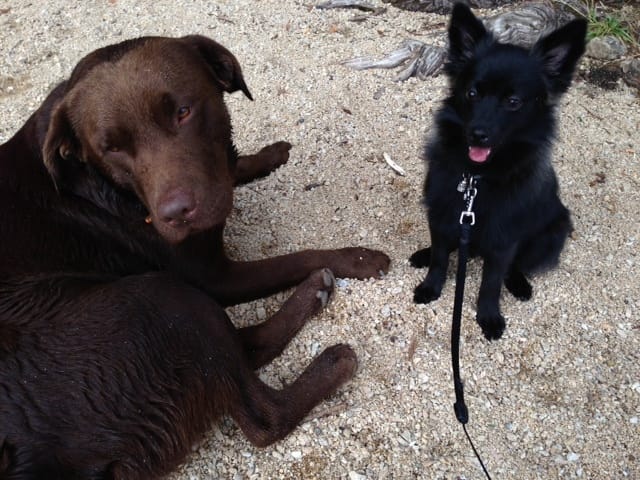 Race de chien, avis !