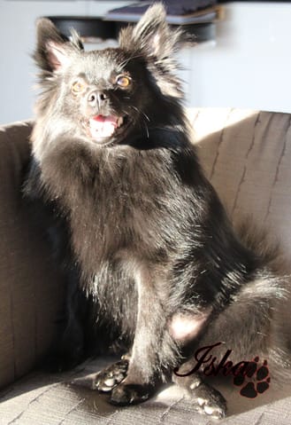 Parfum pour Chien