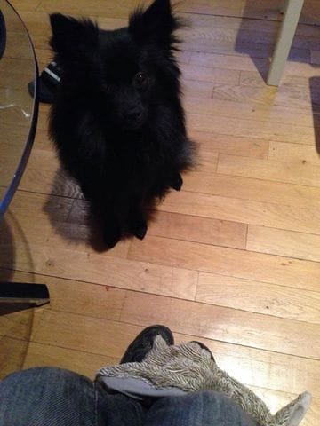 comment vos animaux vous solicite ?