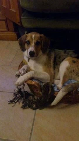 [URGENT] Chien perdu