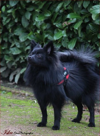 Le transport du chien en voiture