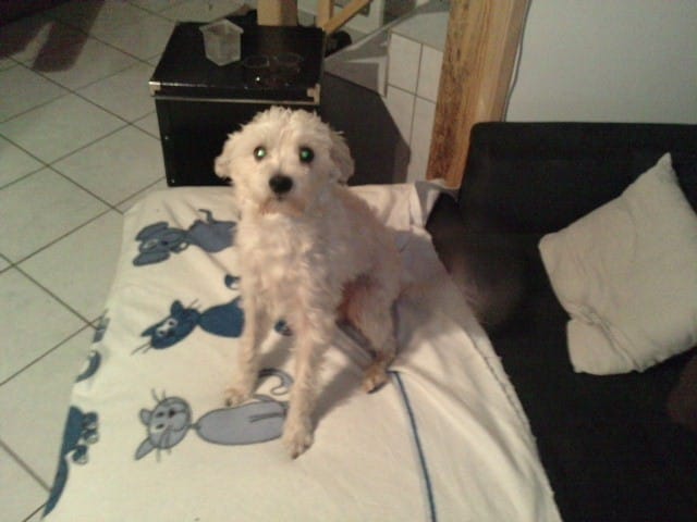 Besoin d'aide sur maladie chien