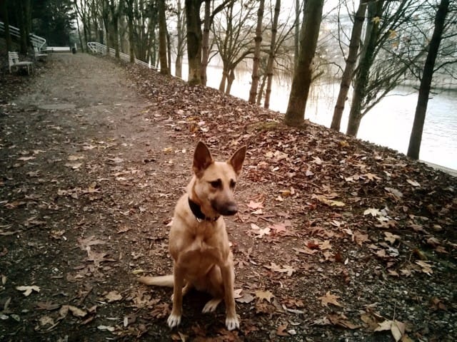 Besoin de conseils : chienne adoptée très effacée, craintive etc..