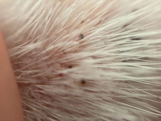 peau grappes bulbes grains de riz (photos)