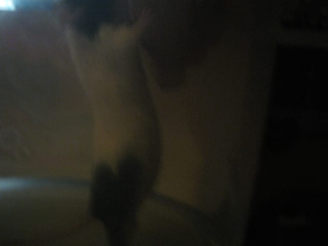 j ai acheté ma souris il y a 12 jours et elle a grossi est elle pleine ?